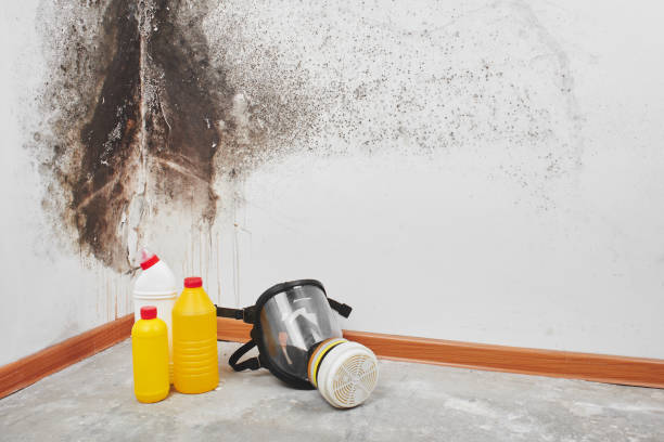 Best Mold Cleaning Services  in Camp Barrett, VA