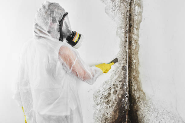 Professional Mold Removal in Camp Barrett, VA