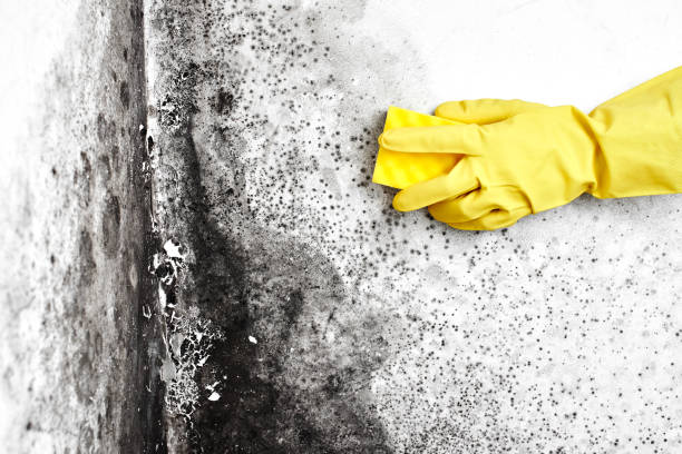 Best Mold Damage Repair  in Camp Barrett, VA