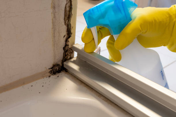 Best Mold Remediation  in Camp Barrett, VA