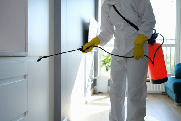 Best Local Mold Removal Service  in Camp Barrett, VA