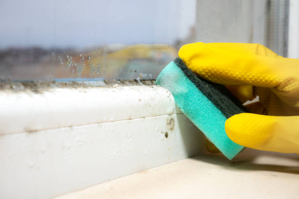 Best Commercial Mold Removal  in Camp Barrett, VA