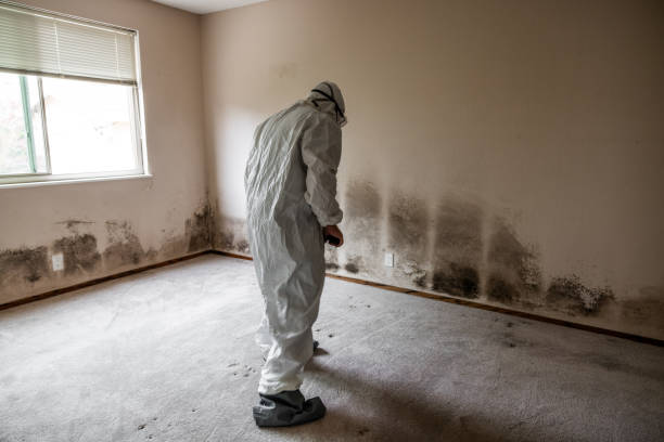 Best Same-Day Mold Removal  in Camp Barrett, VA