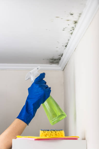 Best Affordable Mold Removal  in Camp Barrett, VA